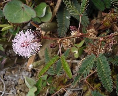 lojjaboti plant /Touch me/ Chui mui plant / Mimosa pudica plant ,silk tree (লজ্জাবতী ) -First Delivery - Image 6