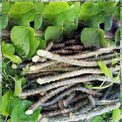 Neem Giloy/tinospora cordifolia/guduchi/gulvel/gulancha/giloy Seed Sticks /Giloy plant - 5pis plant stick - Image 4