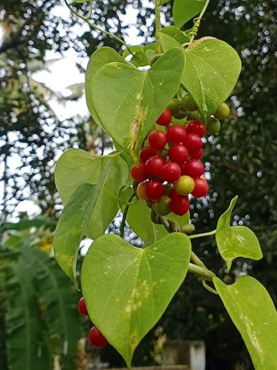 Neem Giloy/tinospora cordifolia/guduchi/gulvel/gulancha/giloy Seed Sticks /Giloy plant - 5pis plant stick - Image 3