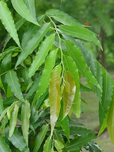Ashoka Tree, Pendula Ashok Plant, Polyalthia longifolia, अशोक का पौधा - Image 3