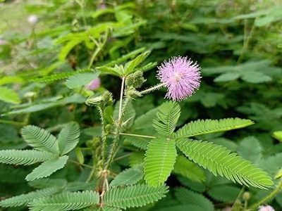 lojjaboti plant /Touch me/ Chui mui plant / Mimosa pudica plant ,silk tree (লজ্জাবতী ) -First Delivery - Image 5