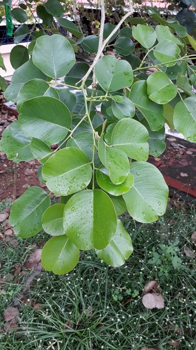 Red chandan tree / Red Sandalwood Plant with pot - First Delivery - Image 2