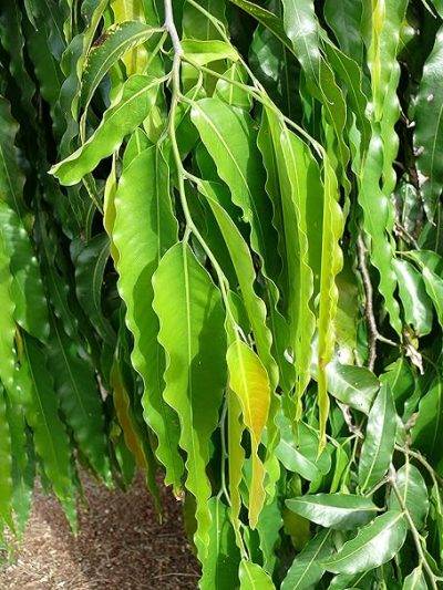Ashoka Tree, Pendula Ashok Plant, Polyalthia longifolia, अशोक का पौधा - Image 2