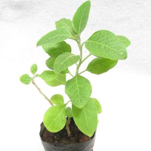 Ashwagandha  Live Plant with pot (1.5 feet) - First delivery