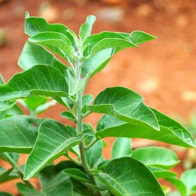 Ashwagandha  Live Plant with pot (1.5 feet) - First delivery - Image 2