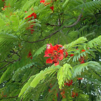 Gulmohar/Delonix Regia Red - KRISHNA SURA live FLOWER PLANT with Pot - Image 2
