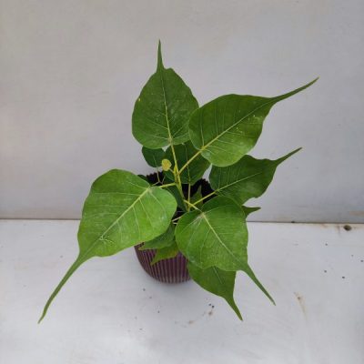 Peepal Plant  ( पीपल का पोधा ) Ficus religiosa  - First Delivery - Image 4