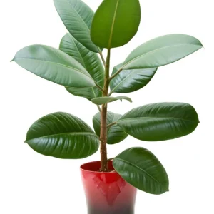 Rubber Plant/ Live Tree with pot- Ficus Elastica First Delivery
