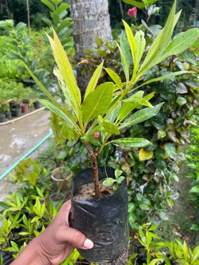 Rudraksha Plant – रुद्राक्ष का पोधा - Image 4