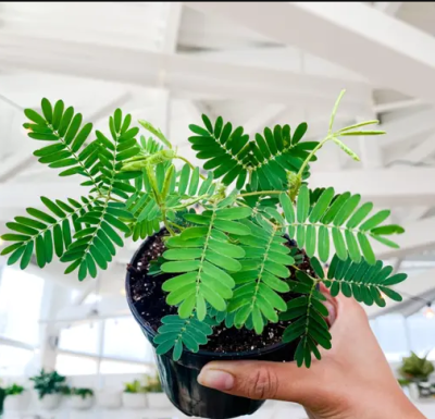 lojjaboti plant /Touch me/ Chui mui plant / Mimosa pudica plant ,silk tree (লজ্জাবতী ) -First Delivery - Image 2