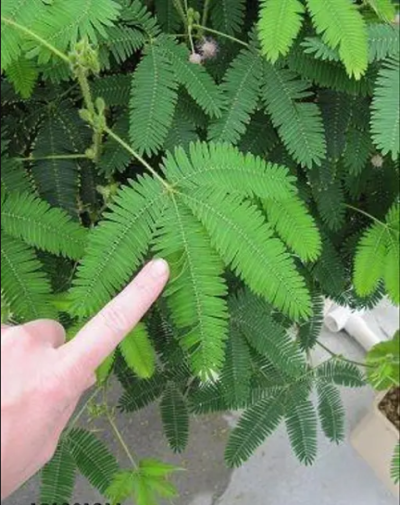 lojjaboti plant /Touch me/ Chui mui plant / Mimosa pudica plant ,silk tree (লজ্জাবতী ) -First Delivery - Image 3