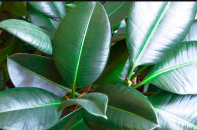 Rubber Plant/ Live Tree with pot- Ficus Elastica First Delivery - Image 3