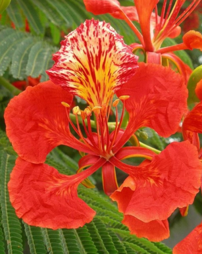 Gulmohar/Delonix Regia Red - KRISHNA SURA live FLOWER PLANT with Pot - Image 6