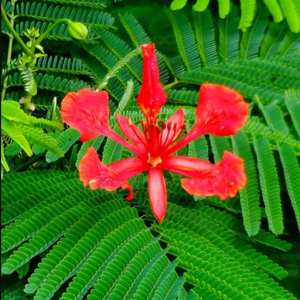 Gulmohar/Delonix Regia Red - KRISHNA SURA live FLOWER PLANT with Pot