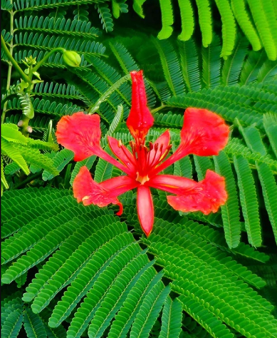 Gulmohar/Delonix Regia Red - KRISHNA SURA live FLOWER PLANT with Pot