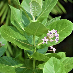 Mandar Rui,Aak,Arka,Toolaphala Purple White Flower Colour Medicinal Plant, Herb Plants, मंदर का पौधा