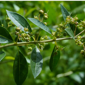 Mehandi, Henna Plant, मेहंदी का पौधा (Maruthani) - First Delivery