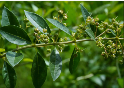 Mehandi, Henna Plant, मेहंदी का पौधा (Maruthani) - First Delivery