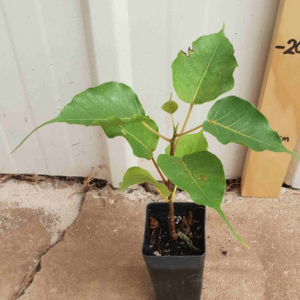 Peepal Plant  ( पीपल का पोधा ) Ficus religiosa  - First Delivery