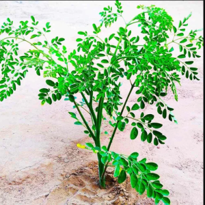 Drumstick Plant, Moringa, Muringa Tree, Medicinal Plants, ड्रमस्टिक का पौधा, Herb Plants