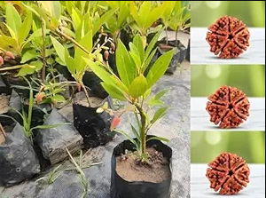 Rudraksha Plant – रुद्राक्ष का पोधा