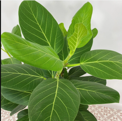 Banyan Plant - बरगद/वट का पौधा - Image 4