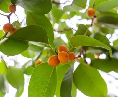 Banyan Plant - बरगद/वट का पौधा - Image 5