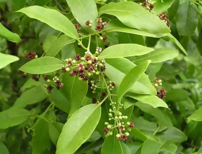 Indian White Sandalwood Plant, Chandan Tree with Pot - First Delivery - Image 2