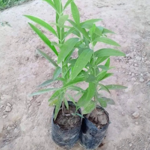 Indian White Sandalwood Plant, Chandan Tree with Pot - First Delivery