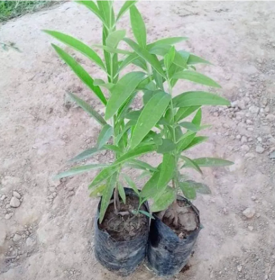 Indian White Sandalwood Plant, Chandan Tree with Pot - First Delivery