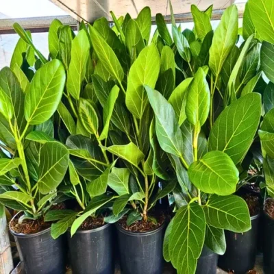 Banyan Plant - बरगद/वट का पौधा - Image 3