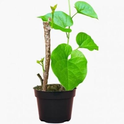 Neem Giloy/tinospora cordifolia/guduchi/gulvel/gulancha/giloy Seed Sticks /Giloy plant - 5pis plant stick - Image 5
