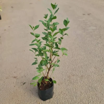 Mehandi , henna Plant, मेहंदी का पौधा (Lawsonia inermis) - First Delivery