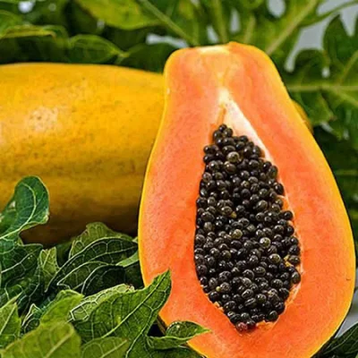 Red Papaya seed For Planting (1-1.5 Kg Papaya) - Image 4