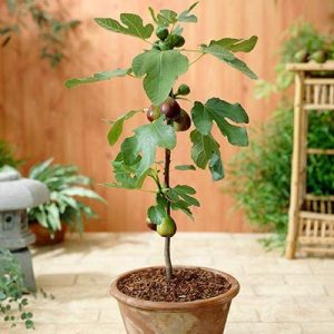 Anjeer -figs plant (Air Layered/Grafted) Live Plants