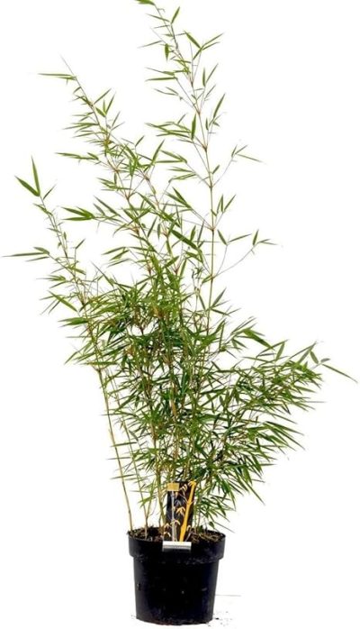 Green Small / Mini Bamboo Plant for Home Decoration ,Fast-Growing -  30cm tall - Image 2