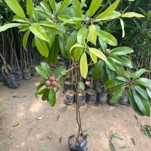 Chikoo, Chikku, Chiku Fruit - (Grafted) Live Plant