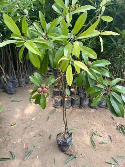 Chikoo, Chikku, Chiku Fruit - (Grafted) Live Plant