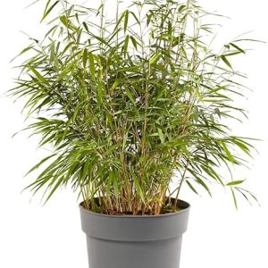 Green Small / Mini Bamboo Plant for Home Decoration ,Fast-Growing -  30cm tall