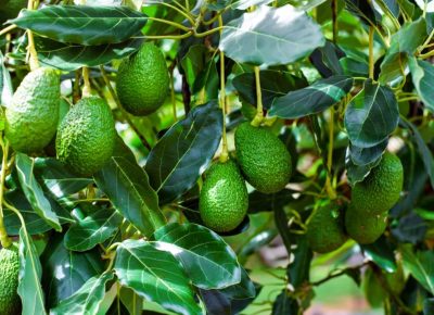 Butter Fruit /Avocado Fruit plant (Grafted), Pack of-1 - Image 4