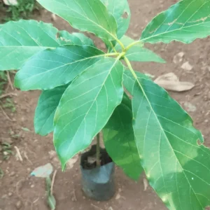 Butter Fruit /Avocado Fruit plant , Pack of-1