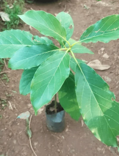 Butter Fruit /Avocado Fruit plant (Grafted), Pack of-1