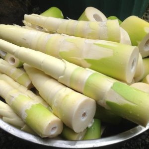 Fresh Bamboo shoot - No chemical ( first Delivery)