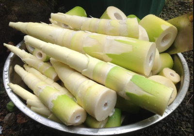 Fresh Bamboo shoot - No chemical ( first Delivery)