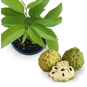 Nursery live Custard apple plant