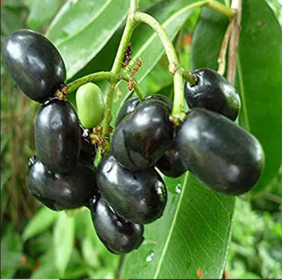 Jambolan Jumbo Jamun Fruit Grafted Plants - Image 2