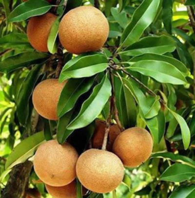 Chikoo, Chikku, Chiku Fruit - (Grafted) Live Plant - Image 2