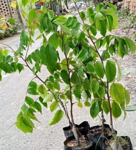 Live Star Fruit Grafted Plant with paper pot