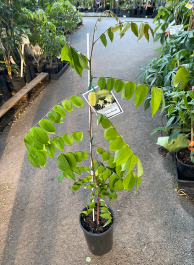Live Star Fruit Grafted Plant with paper pot - Image 2