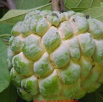 Nursery live Custard apple plant - Image 3
